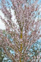 Prunus pendula Ascendens rosea - Cerisier en fleurs du Japon - Avril - Surrey