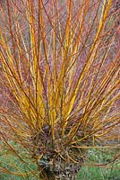 Salix alba var. vitellina Britzensis - saule Scarlett au printemps - avril - Oxfordshire