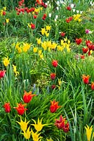 Prairie de tulipes Tulipa 'West Point' et Tulipa 'Queen of Sheba '. Weinheim, Hermannshof, Allemagne
