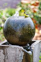 Caractéristique de l'eau en béton moderne. Jardin de Debora Carl, Encinitas, Californie, USA. Août.