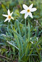 Narcissus poeticus radiiflorus. Alpes