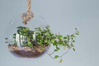 Un élégant terrarium en verre planté de Muehlenbeckia complexa suspendu à l'intérieur