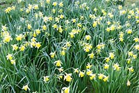 Narcissus obvallaris, syn. Narcissus pseudonarcissus ssp obvallaris - jonquille Tenby. Veddw House Garden, Monmouthshire, Pays de Galles du Sud. Jardin conçu et créé par Charles Hawes et Anne Wareham
