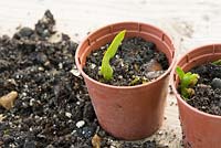 Narcisse écaillé - Pot sur jeunes plantules