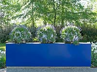 Trois de suite, avec des céramiques Delfts Blue cassées décorées, des vases remplis de Muscari bleu et blanc. Jardin d'inspiration: Delfts Blue.
