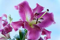 Lilium 'Purple Lady' - Lis hybride de trompette orientale. Aussi connu comme Orienpet ou OT hybride