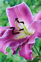 Lilium 'Purple Lady' - Lis hybride de trompette orientale. Aussi connu comme Orienpet ou OT hybride