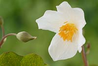 Eomecon chionantha - Coquelicot des neiges, racine de sang chinoise. Fleur et bourgeon