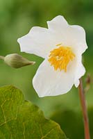 Eomecon chionantha - Coquelicot des neiges, racine de sang chinoise. Fleur et bourgeon