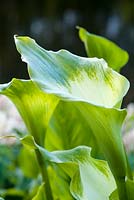 Zantedeschia aethiopica 'Déesse verte' arum lily