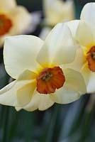 Narcisse 'altruiste'
