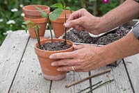 Plantez les boutures de Salvia dans un mélange de compost et de perlite, en vous assurant qu'elles sont également espacées