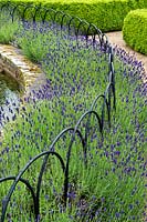 Lavendula augustifolia avec rampes cintrées dans un jardin privé à Norfolk. Juillet.