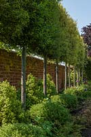 Mur de jardin avec Quercus ilex blanchi
