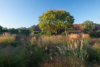 Tôt le matin sur le jardin semi-sauvage avec Sorghastrum nutans et Koelreuteria paniculata en arrière-plan