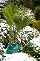 Trachycarpus wagernianus - Palmier avec protection hivernale.