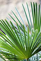 Trachycarpus wagernianus, palmier. janvier