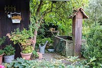 Plantes en pots et arrosoir avec arrosoir en étain, à côté d'un abri de jardin en bois. Les plantes sont Buxus, Hosta et Nandina domestica