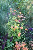 Détail d'un parterre de couleurs avec des annuelles. Les plantes sont Antirrhinum, Foeniculum vulgare, Pennisetum orientale, Zinnia et Trachelium caeruleum