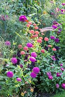Détail d'un parterre de couleurs avec des annuelles. Les plantes sont Foeniculum vulgare, Pennisetum orientale, Zinnia et Trachelium caeruleum