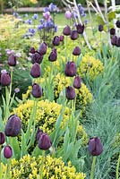 Boules de Buxus coupées avec Tulipa 'Queen of Night' et Festuca glauca, Hidden Gems of Worcestershire, RHS Malvern Spring Festival 2016