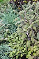 Salvia officinalis avec Fesctuca glauca, Hidden Gems of Worcestershire, RHS Malvern Spring Festival 2016