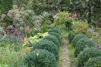 Chemin de jardin entre des sphères de boîte dans un jardin rural avec des fleurs et des légumes, certains d'entre eux ont semé des graines. Les plantes sont Angelica archangelica, Buxus et Verbena bonariensis