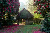 Pavillon au toit de chaume éclipsé par les rhododendrons magenta répandant leurs pétales sur l'herbe environnante
