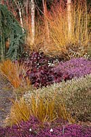 Combinaison de plantes, le jardin d'hiver, les jardins de Bressingham, Norfolk.