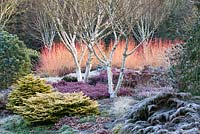 Betula apoiensis 'Mount Apoi' au jardin d'hiver, les jardins de Bressingham, Norfolk.