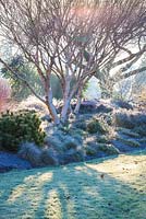 Betula apoiensis 'Mont Apoi', Bouleau. Janvier, The Winter Garden, Bressingham Gardens.