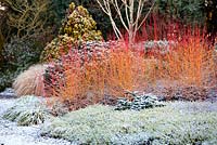Le jardin d'hiver en décembre, l'hiver. Jardins de Bressingham, Norfolk, Royaume-Uni. Conçu par Adrian Bloom.