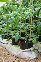 Tomates cultivées en pots coulées dans des sacs de culture dans une serre
