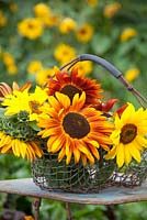 Tournesols mélangés dans une corbeille en fil. Helianthus annuus