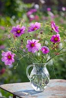 Arrangement informel de Cosmos bipinnatus 'Sonata Pink' et fenouil dans un vase en verre. Foeniculum vulgare