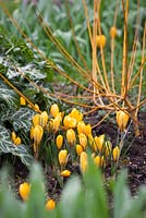 Crocus luteus 'Golden Yellow' syn. C. 'Dutch Yellow', C. stellaris 'Golden Yellow' avec Arum italicum subsp. italicum 'Marmoratum' syn. A. pictum et Salix alba 'Golden Ness'