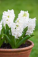 Hyacinthus orientalis 'L ' Innocence' dans un pot en terre cuite