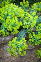 Euphorbia myrsinites Euphorbe glauque à larges feuilles