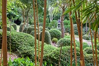Vue à travers le bambou au jardin Dip-on-the-Hill, Ousden, Newmarket, Suffolk.