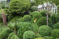Trachycarpus wagnerianus, Buxus sempervirens et Viburnum cinnamomifolium et autres à Dip on the Hill Garden, Suffolk.