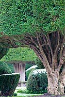 If commun noueux - troncs topiaires de Taxus à Levens Hall and Garden, Cumbria, Royaume-Uni,