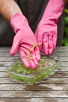 Séparer les semis les uns des autres et éliminer la gelée d'agar. Propagation de Dendrobium tangerinum x strebloceros x Dendrobium tangerinum