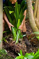 Une touffe de Clivias, Clivia miniata, creusée dans le sol montrant les racines et le sol.