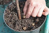 Étape par étape - Propagation de consoude Bocking 14 par boutures de racines. Étape 3 - Insérez des boutures de racines dans du compost granuleux