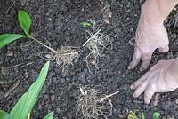 Convallaria majalis - Plantation de rhizomes de muguet