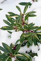 Drimys lanceolata 'Suzette' dans la neige