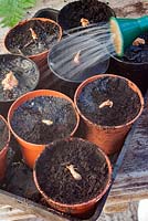 Étape par étape - échalotes en pot - arroser les ensembles nouvellement plantés