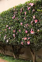 Camellia casanqua - Une haie de Camellia taillée à fleurs rose moyen unique, plantée dans un parterre de jardin surélevé avec une sous-plantation de violette indigène, Viola hederaceae.