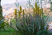 Aloe barbadensis 'Miller' - aloe vera sur l'une des terrasses. Casa Cuseni à Taormina, Sicile, Italie