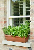 Bac à herbes sur le rebord de la fenêtre avec deux variétés de basilic.